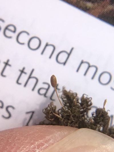 Weissia brachycarpa, photographed by Young Jun Lee