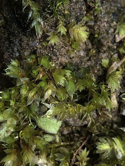 Epipterygium tozeri, photographed by Young Jun Lee