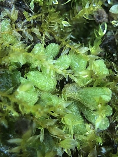 Riccia glauca, photographed by Young Jun Lee