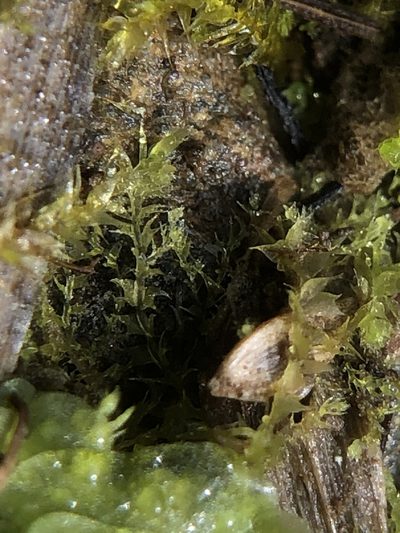 Lophocolea bispinosa, photographed by Young Jun Lee