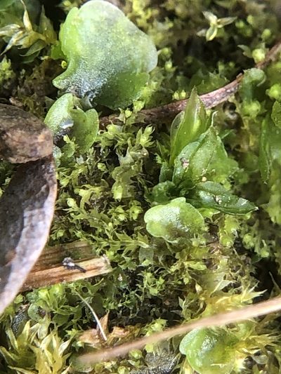 Lophocolea bispinosa, photographed by Young Jun Lee