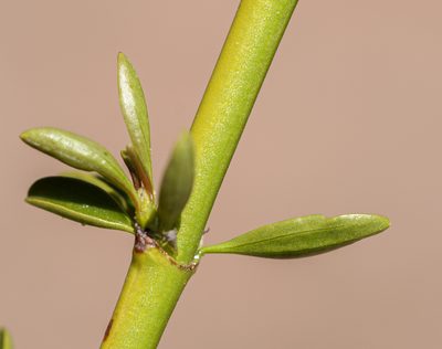 Ochetophila trinervis, photographed by Nicolás Villaseca Merino