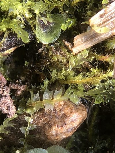 Lophocolea bispinosa, photographed by Young Jun Lee