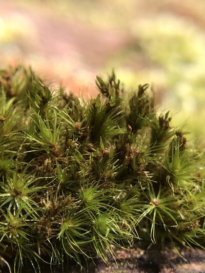 Campylopus flexuosus, photographed by Young Jun Lee