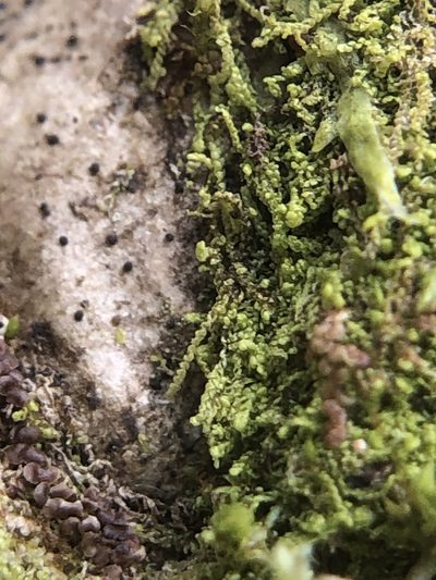 Lejeunea cavifolia, photographed by Young Jun Lee