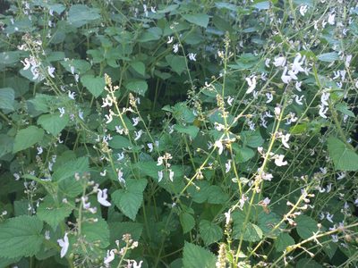 Equilabium laxiflorum, photographed by Ferncliffe forest wilding