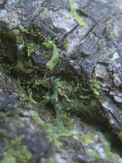 Microlejeunea ulicina, photographed by Young Jun Lee