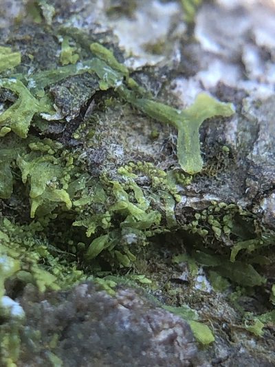 Microlejeunea ulicina, photographed by Young Jun Lee