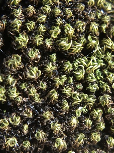 Tortella nitida, photographed by Young Jun Lee
