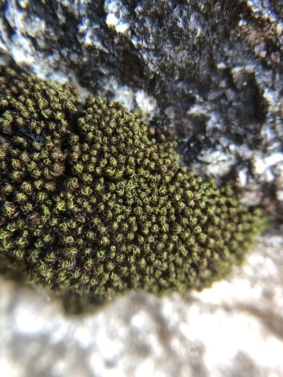 Tortella nitida, photographed by Young Jun Lee