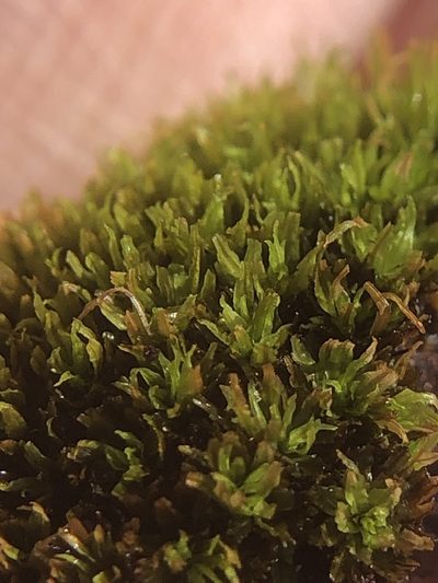 Tortella nitida, photographed by Young Jun Lee
