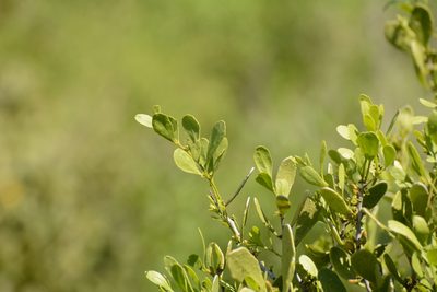 Maytenus phyllanthoides, photographed by Siddarth Machado