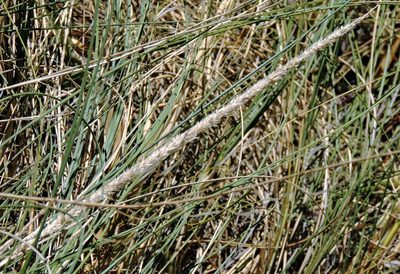 Sporobolus rigens, photographed by Hugo Hulsberg