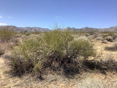 Ephedra californica, photographed by Bobby McCabe
