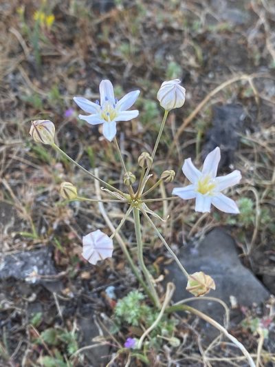 Triteleia lilacina, photographed by Rebecca Johnson