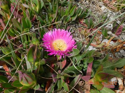Carpobrotus acinaciformis, photographed by Raffaele Maiorano