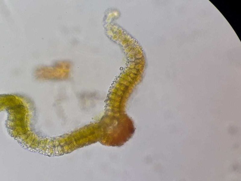 Syntrichia caninervis, photographed by Rafael Medina