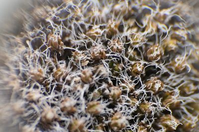 Syntrichia caninervis, photographed by Rafael Medina