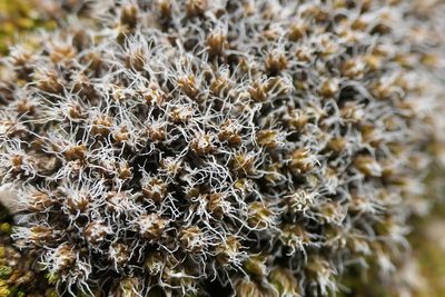 Syntrichia caninervis, photographed by Rafael Medina
