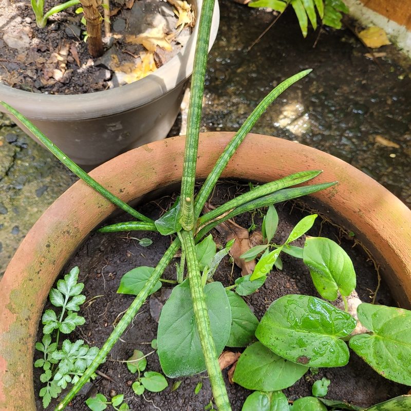 Dracaena angolensis, photographed by Maria Janeiro