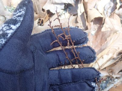 Epifagus virginiana, photographed by Lynn Harper