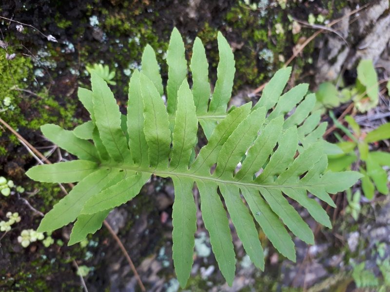 Polypodium macaronesicum, photographed by Ina Siebert
