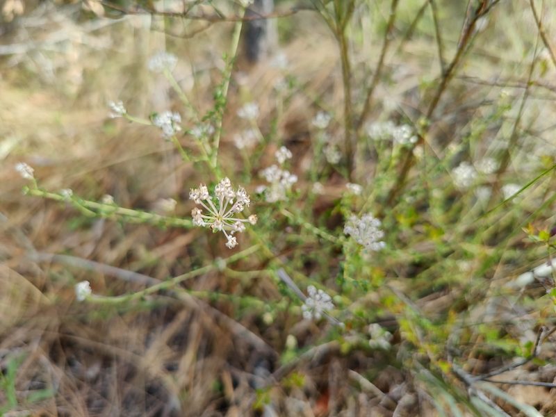 Ceanothus microphyllus, photographed by Siddarth Machado