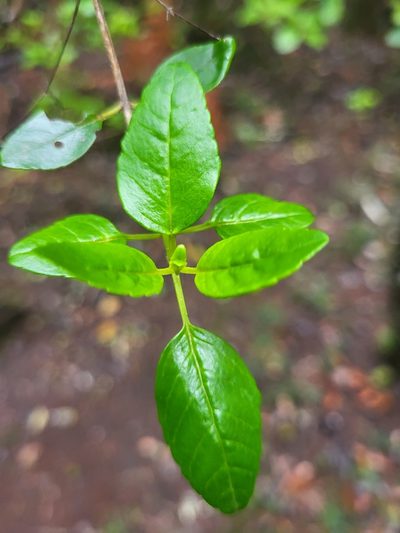 Bystropogon canariensis, photographed by Jacek Pietruszewski