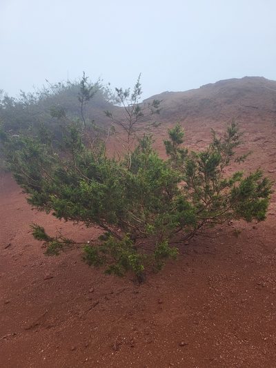 Juniperus canariensis, photographed by Jacek Pietruszewski
