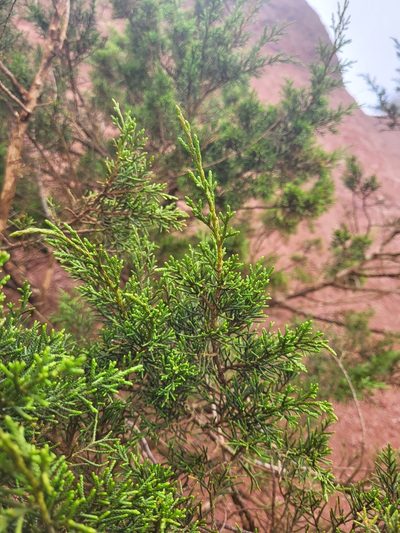 Juniperus canariensis, photographed by Jacek Pietruszewski