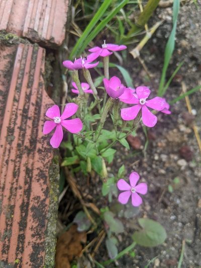 Silene pseudoatocion, photographed by Katarzyna Żarnowiec