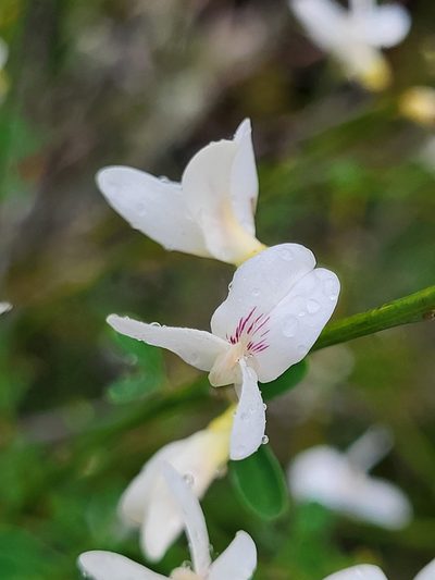 Cytisus filipes, photographed by Jacek Pietruszewski