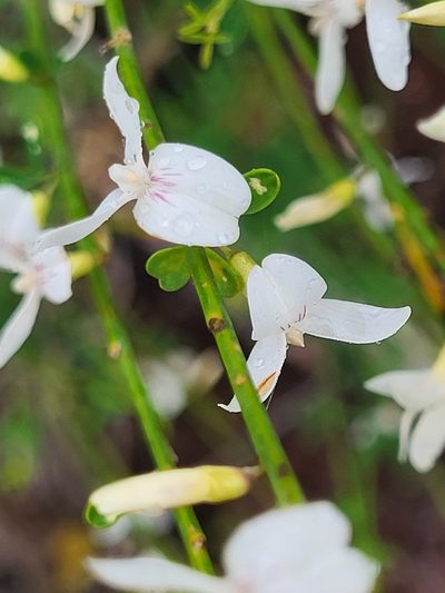 Cytisus filipes, photographed by Jacek Pietruszewski