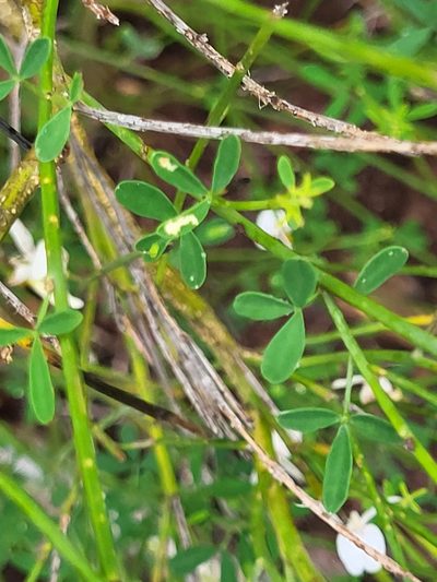 Cytisus filipes, photographed by Jacek Pietruszewski