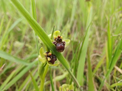 Ophrys bombyliflora, photographed by Davide Puddu
