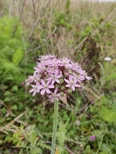 Allium nigrum, photographed by Riccardo Rocca