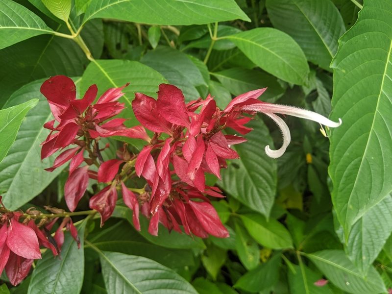 Megaskepasma erythrochlamys, photographed by Ben Keen