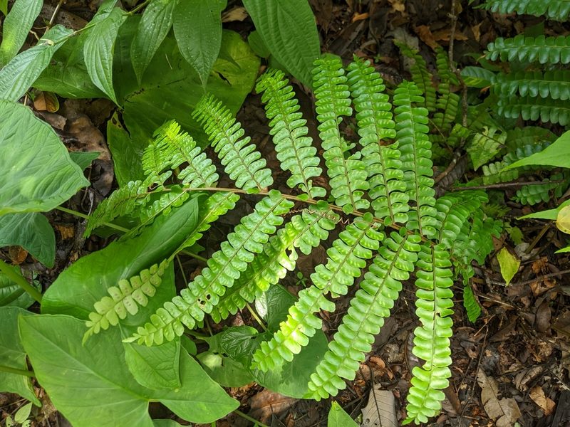 Didymochlaena amazonica, photographed by Ben Keen