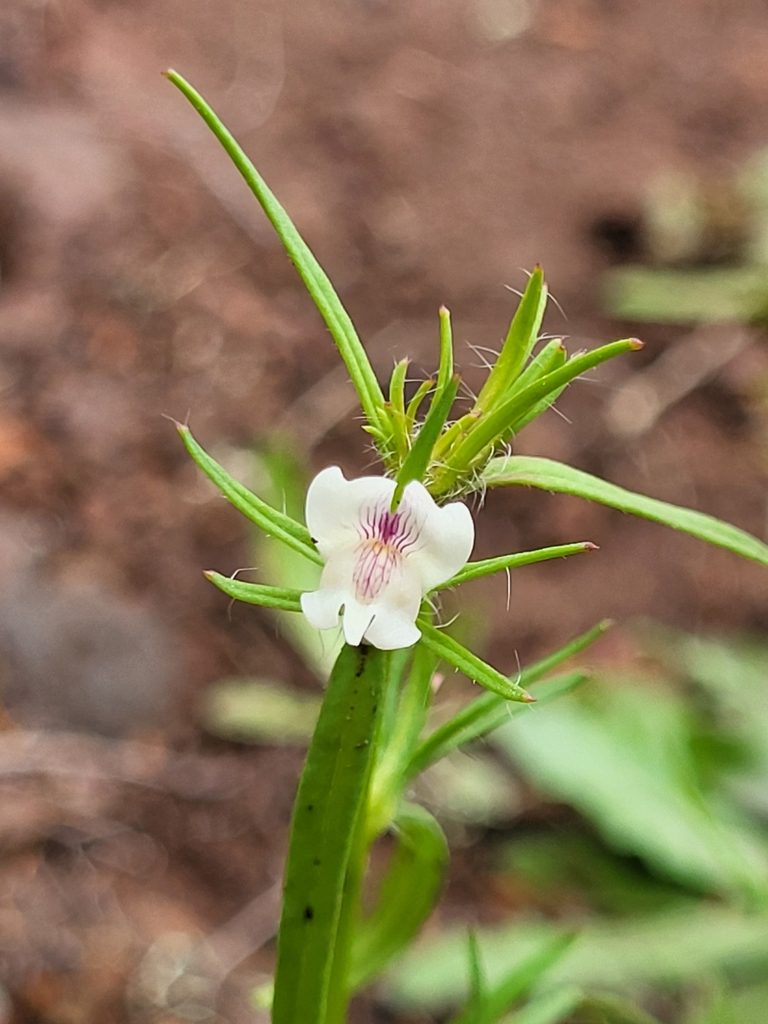 Misopates calycinum, photographed by Jacek Pietruszewski