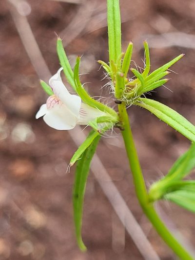 Misopates calycinum, photographed by Jacek Pietruszewski