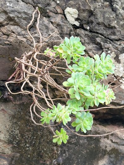 Aeonium castello-paivae, photographed by Jacek Pietruszewski