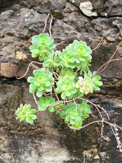 Aeonium castello-paivae, photographed by Jacek Pietruszewski