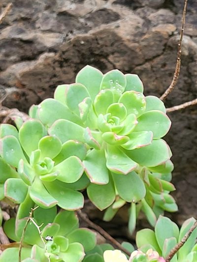 Aeonium castello-paivae, photographed by Jacek Pietruszewski