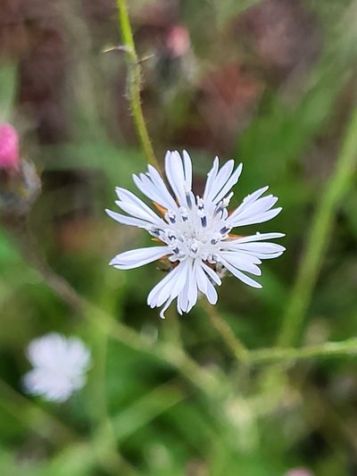 Volutaria canariensis, photographed by Jacek Pietruszewski