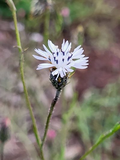 Volutaria canariensis, photographed by Jacek Pietruszewski