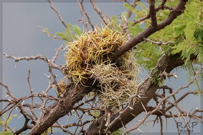 Tillandsia retorta, photographed by RAP