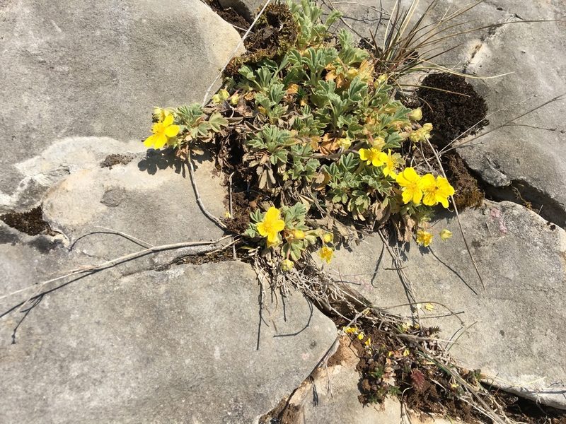 Potentilla tommasiniana, photographed by Mirko Ubović