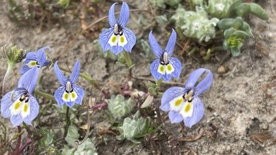 Downingia insignis, photographed by rappman