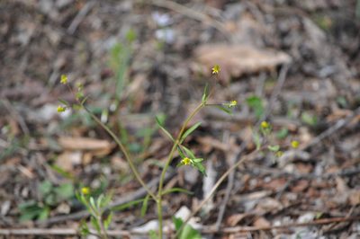 Ranunculus micranthus, photographed by Emily Franzen