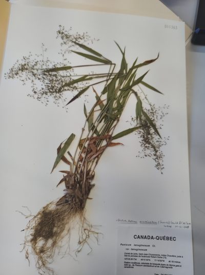 Dichanthelium lanuginosum, photographed by Marc-Aurèle Vallée